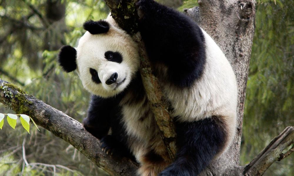 Giant panda in tree, Wolong Nature Reserve, China. © Bernard De Wetter / WWF