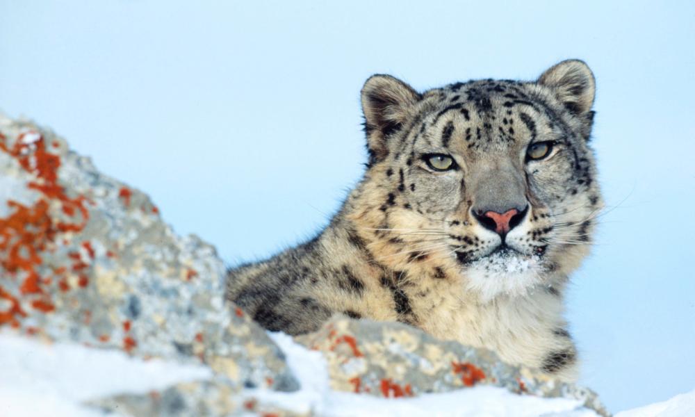 Snow Leopard Thumbnail