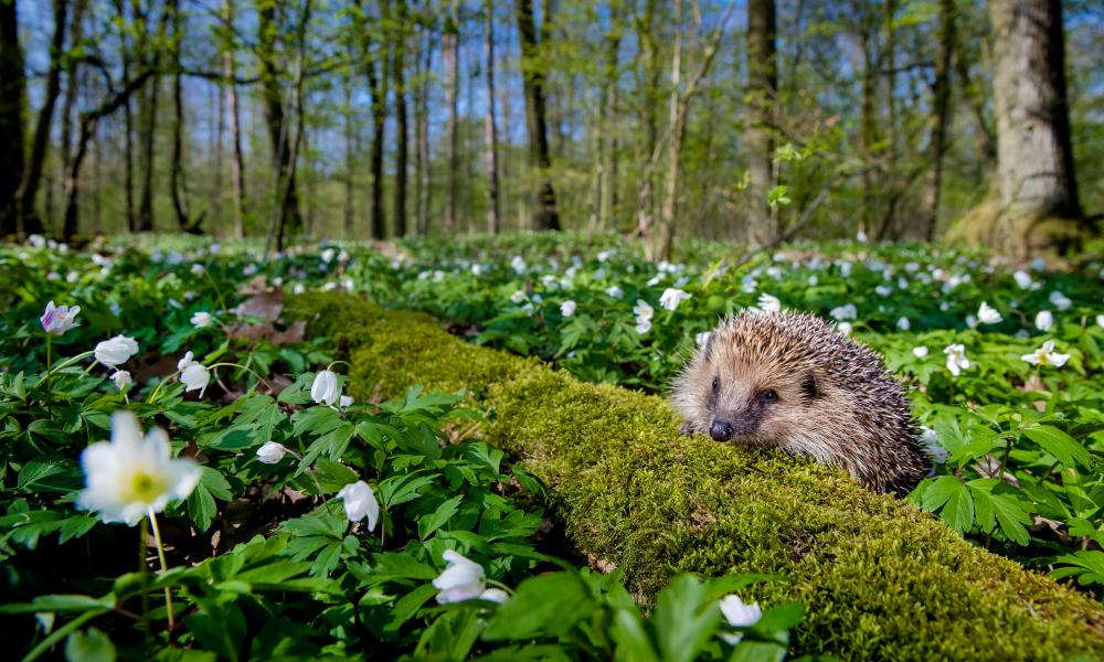 Hedgehog in woodlands © naturepl.com / Klein & Hubert / WWF Thumbnail