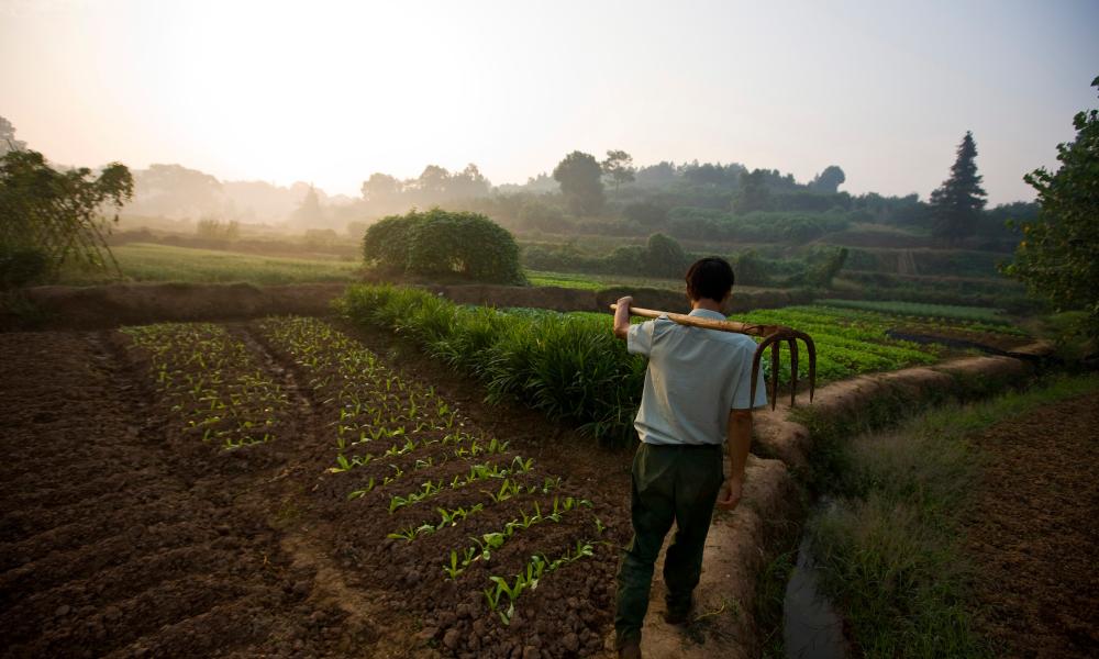 A Chinese farmer carrying his hoe whilst walking to his organic vegetable plot. Xipanshanzhou Polder, West Dongting Lake, Hubei province, China.