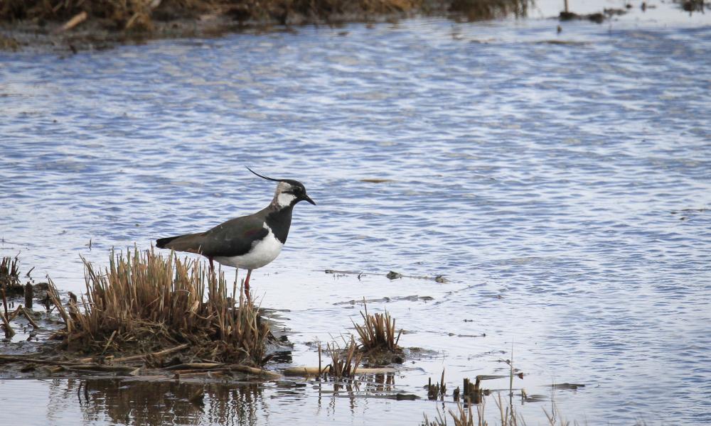 Northern Lapwing, Germund Sellgren