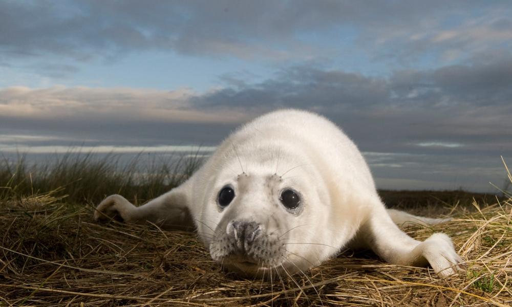 Grey seal (Halichoerus grypus) pup, Donna Nook, Lincolnshire, UK, November 2008 Thumbnail