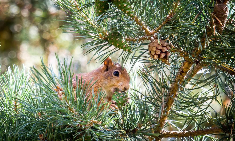 A red squirrel (Sciurus vulgaris) sitting in a scots pine tree (Pinus sylvestris) eating on a pine cone. Thumbnail