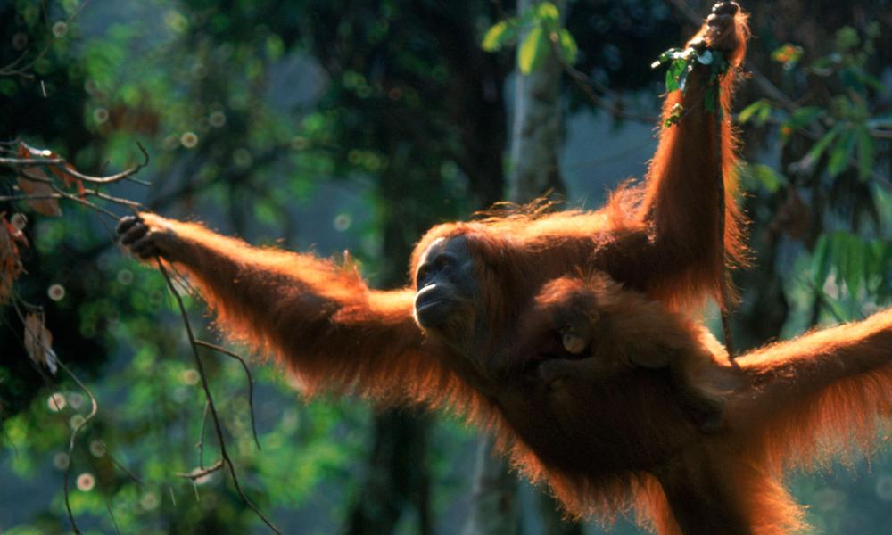 orangutan Thumbnail