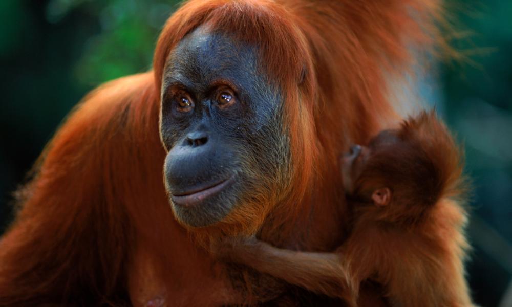 orangutan