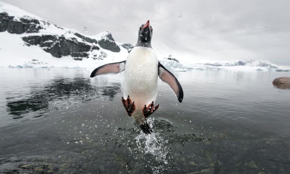 penguin