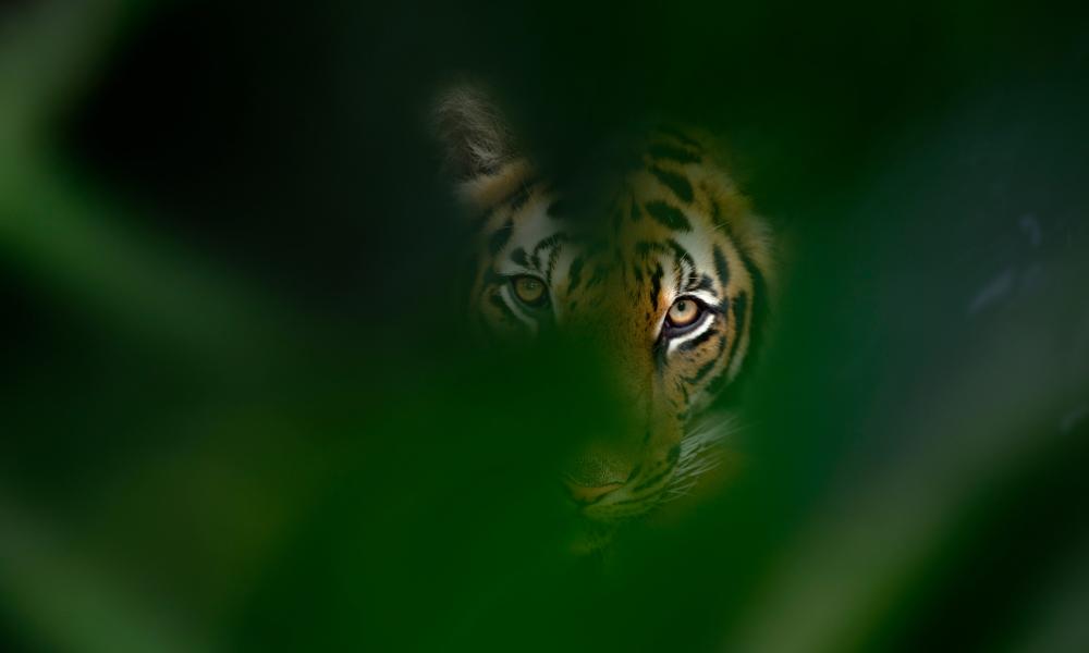 A tiger in the bushes Thumbnail