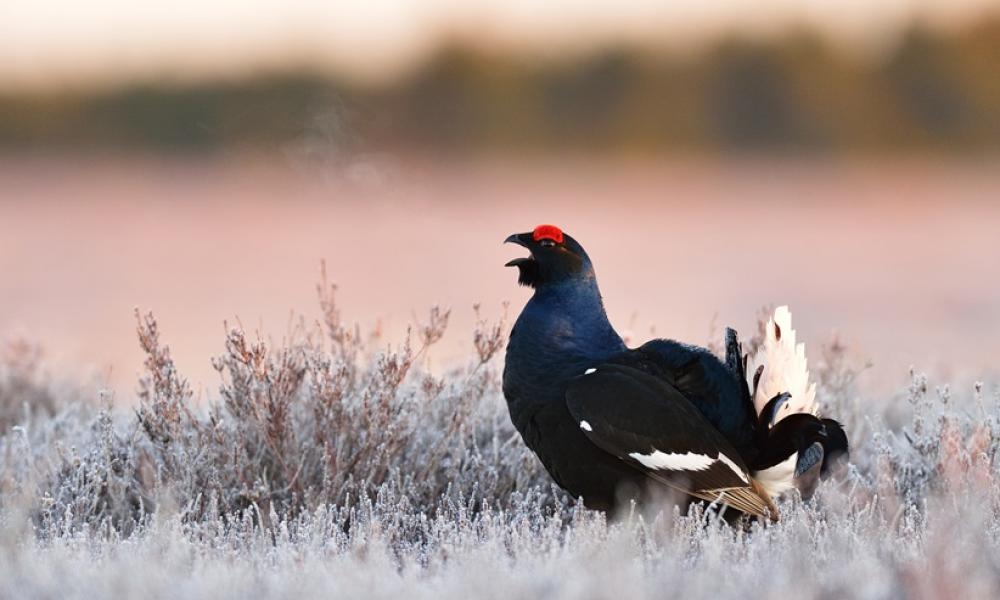 Black Grouse Thumbnail