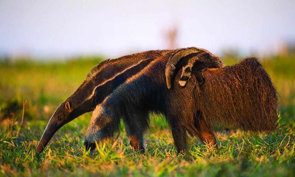 Cerrado - Giant Anteater Thumbnail