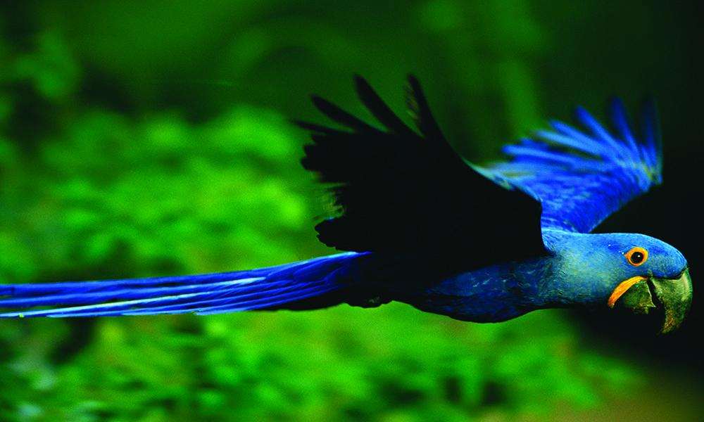 Cerrado - Macaw Thumbnail