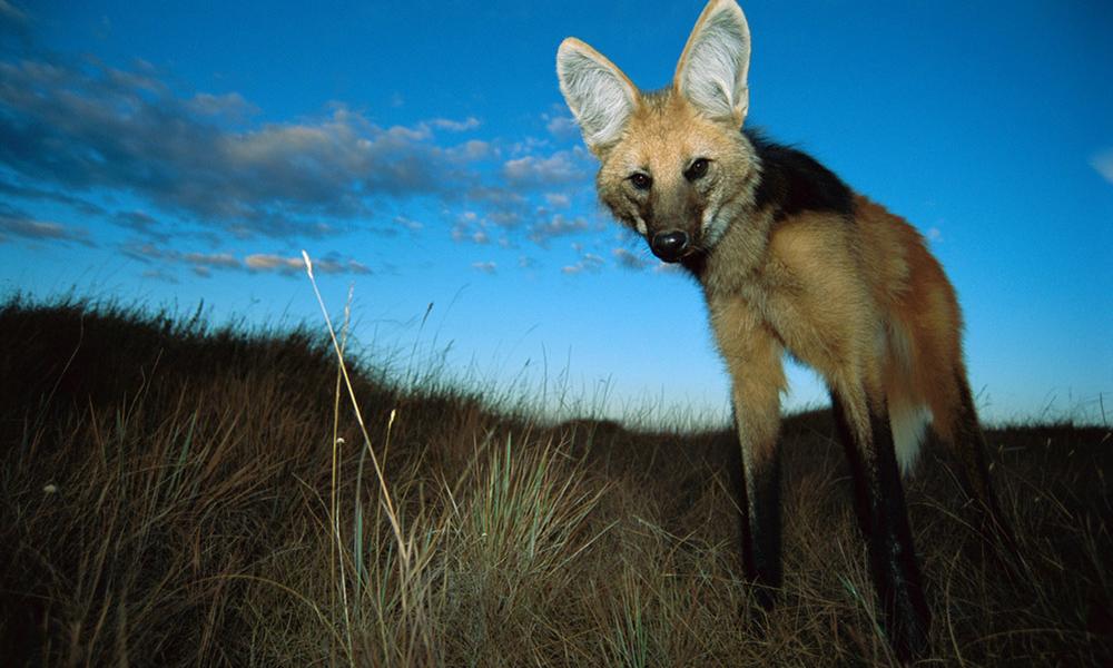 Cerrado - Maned Wolf Thumbnail