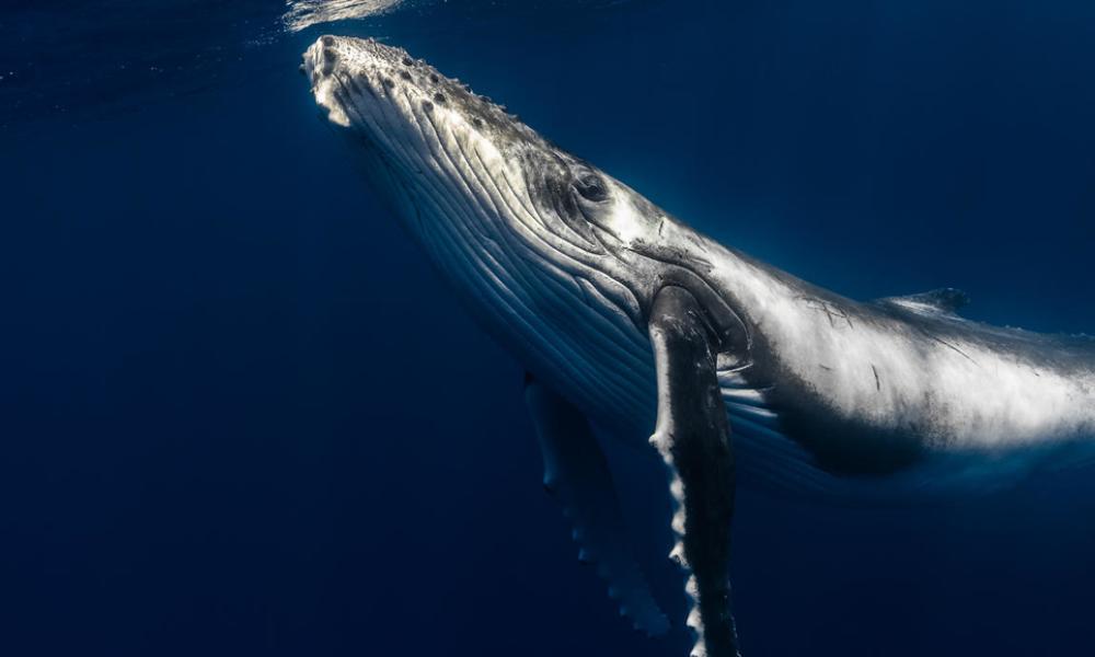 Humpback whale Thumbnail
