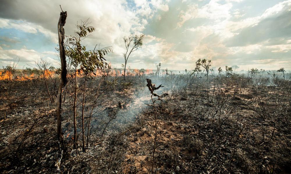Cerrado - Burnt Landscape Thumbnail