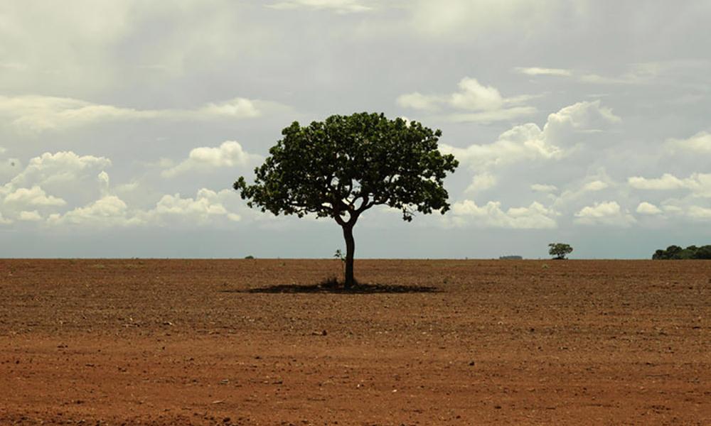 Cerrado - Gnarled Tree Thumbnail