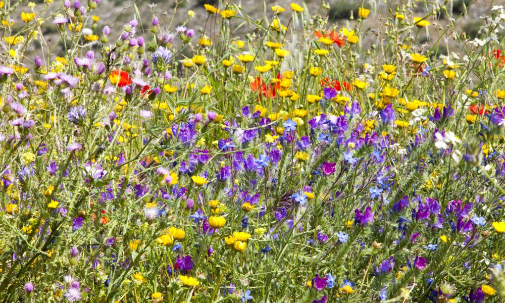 wildflower