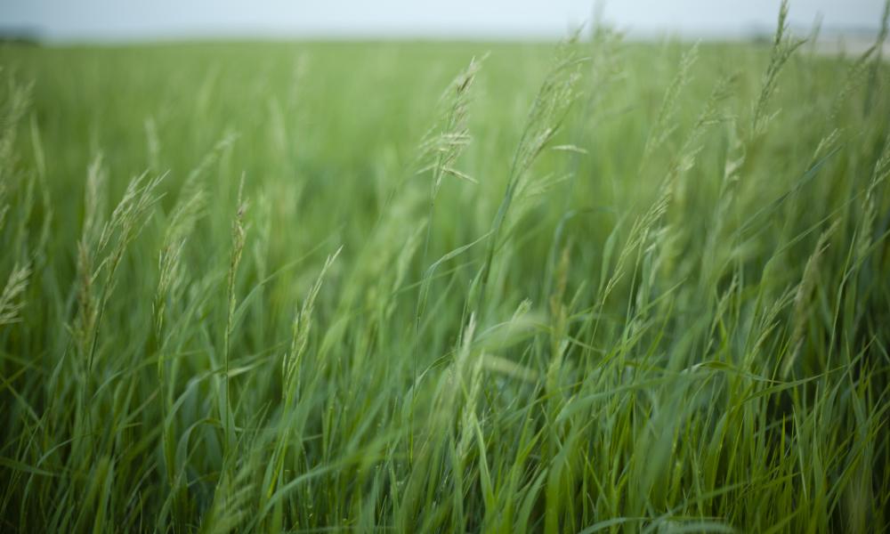 Long grass in the garden