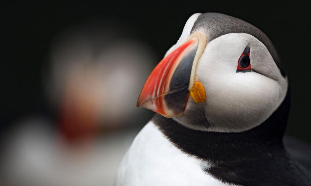 Earth Hour 2019 - Puffin