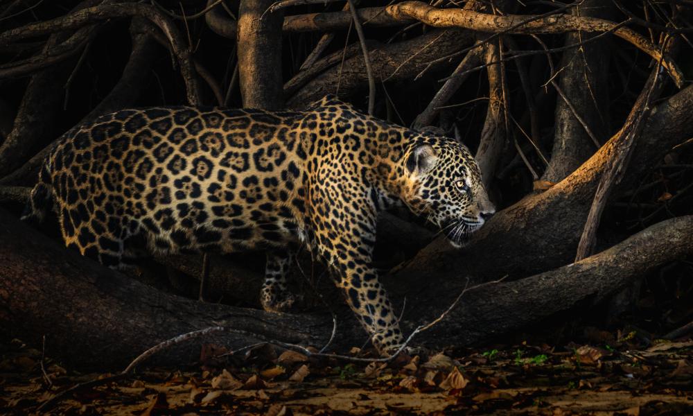 Jaguar, Pantanal, Brazil © Mary Chambers Thumbnail