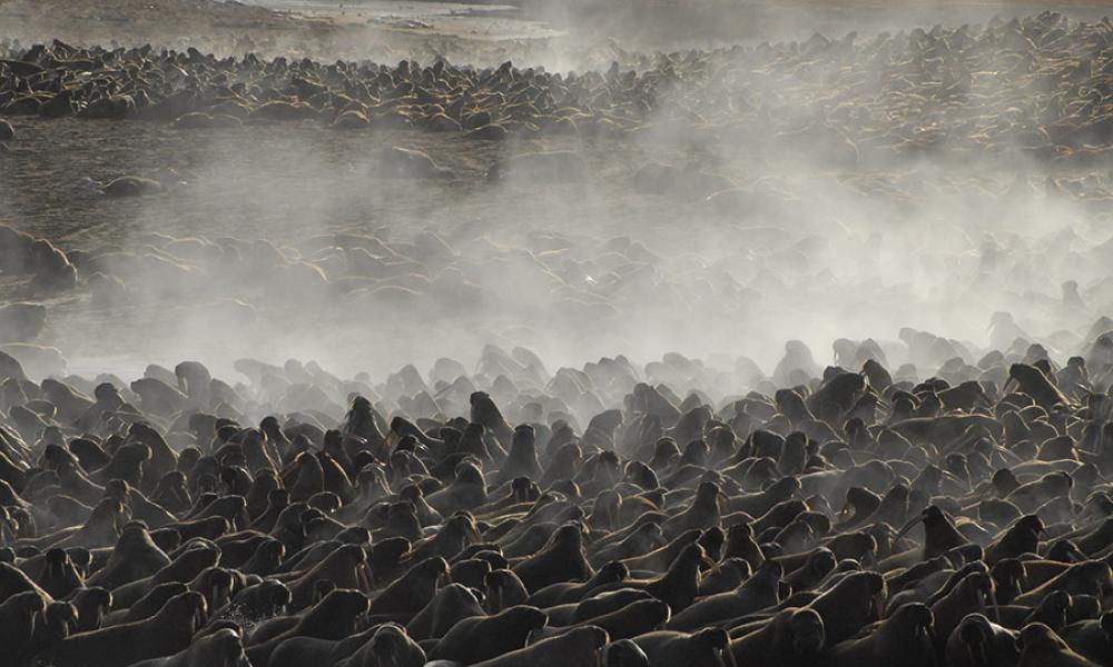 Mass walrus haul-out, Chukotka, Russia