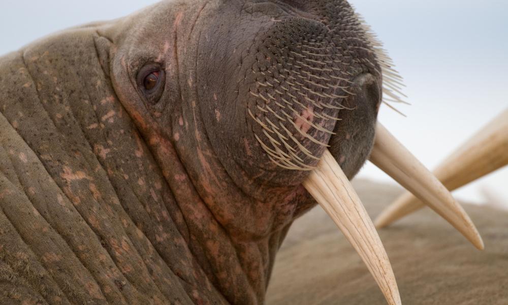 scarred walrus Thumbnail