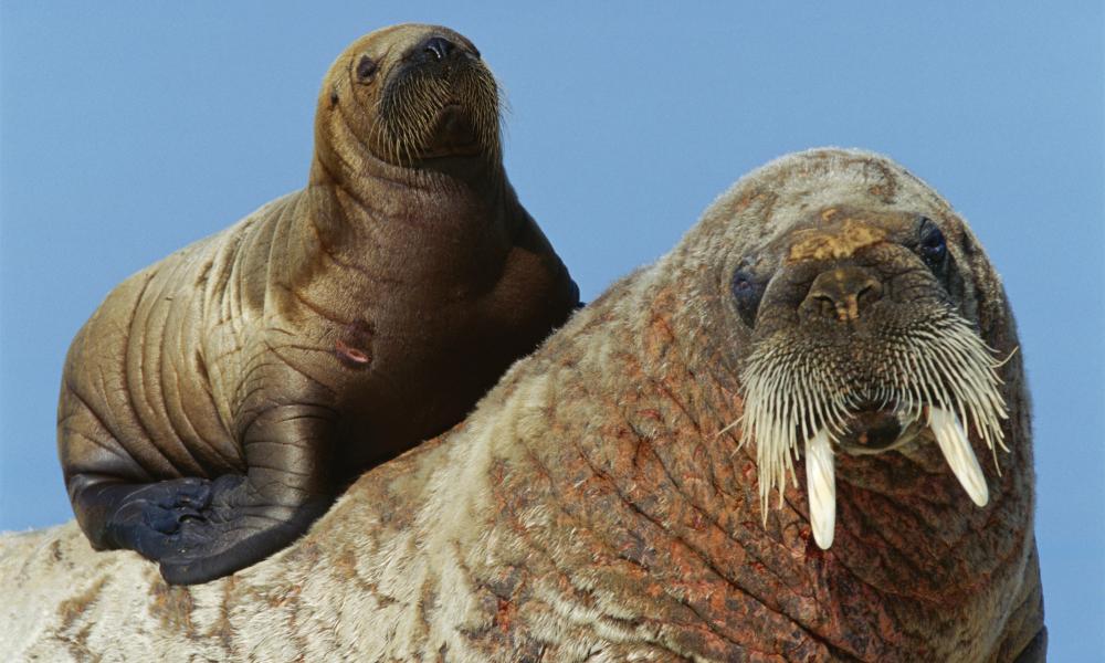Mother and calf Thumbnail
