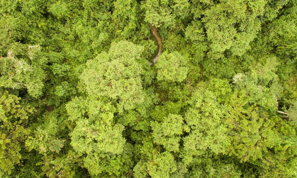 Aerial view of a forest restoration site for orangutan conservation at Bukit Piton Forest Reserve, Borneo © WWF-Malaysia / Mazidi Abd Ghani Thumbnail