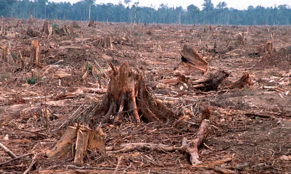Illegal logging for paper industry and forest clearing for an oil palm plantation, Sumatra © Alain Compost / WWF Thumbnail