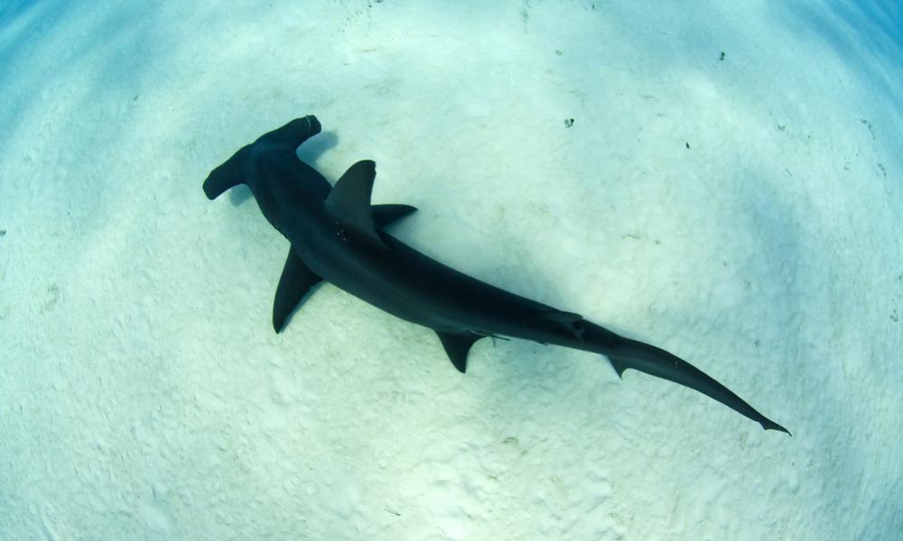 Hammerhead shark, Bihimi islands