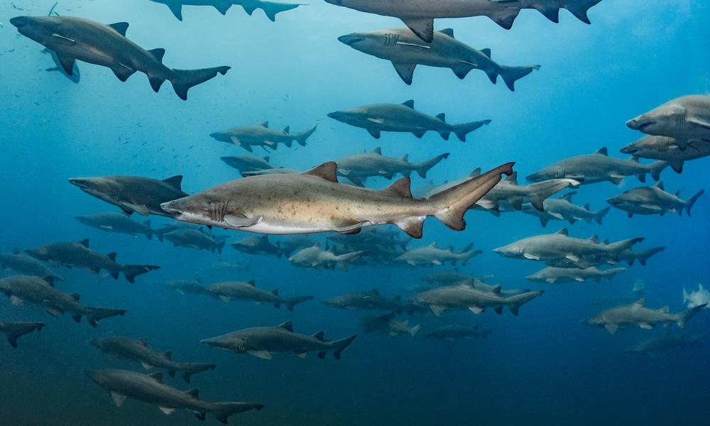 Sand tiger sharks