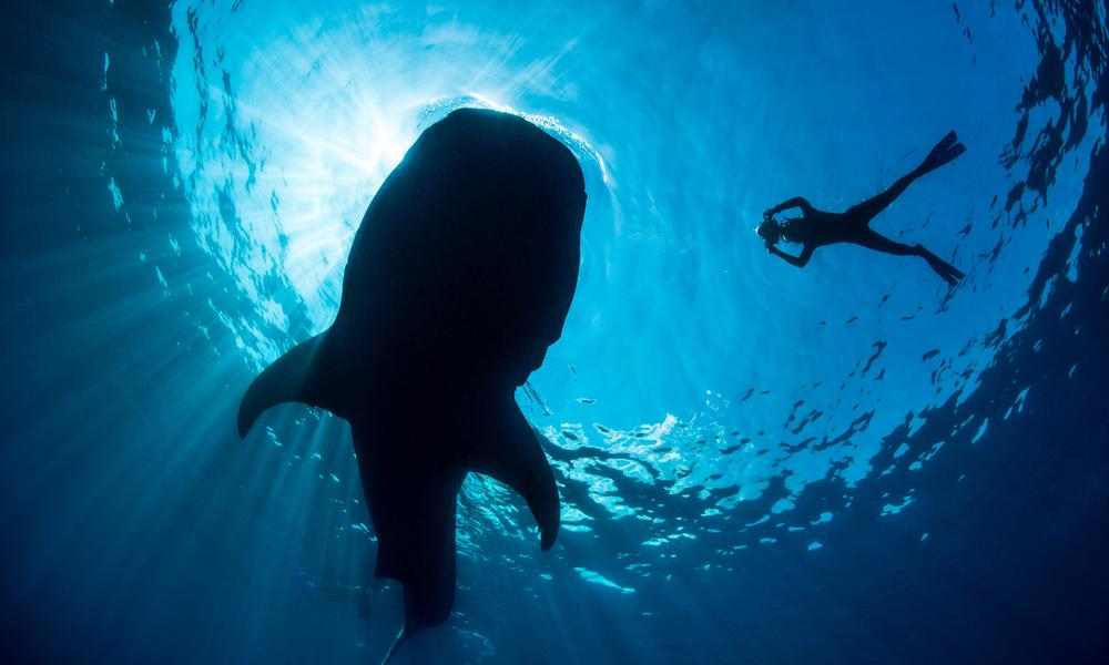 Whale shark feeding