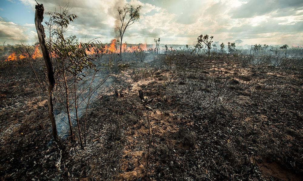 deforestation