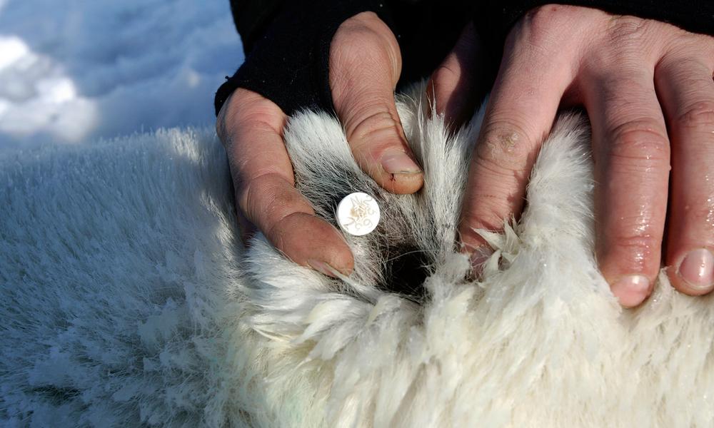 Norwegian Polar Institute resarcher reading an ear tag on a polar bear, Svalbard, Norway.