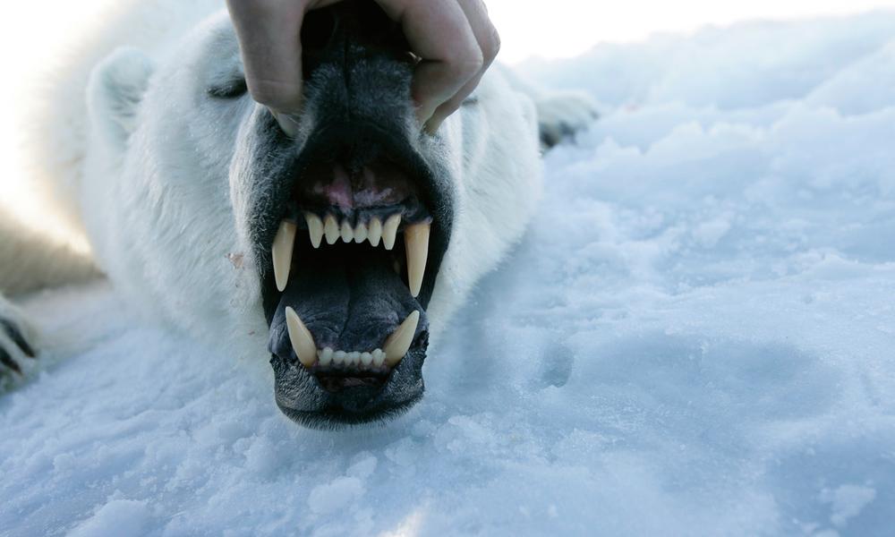 Polar bear's teeth (Ursus maritimus), Svalbard, Norway.