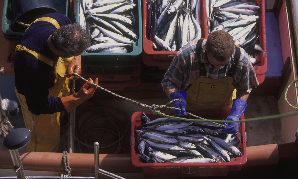 Handline caught MSC Mackerel