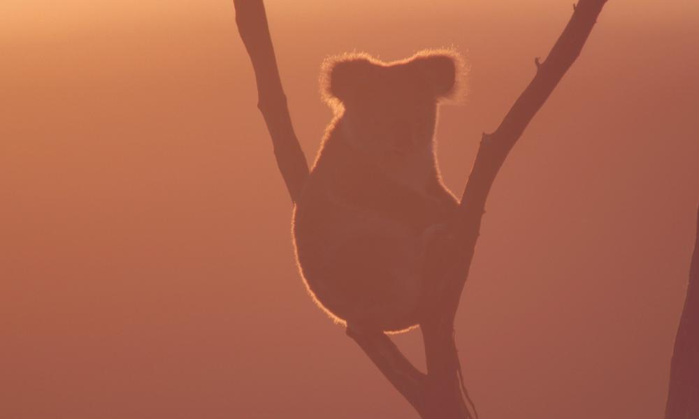 Koala sitting in a tree