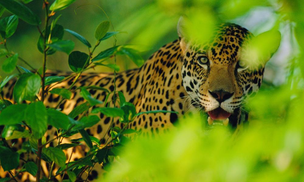 Jaguar