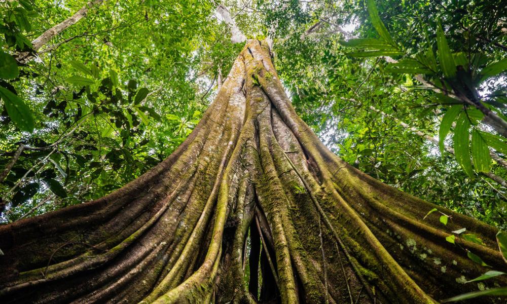 Ground up to canopy view of tree in forested area of Senor Zapata's farm, municipality of Calamar, Guaviare Department, Colombia.