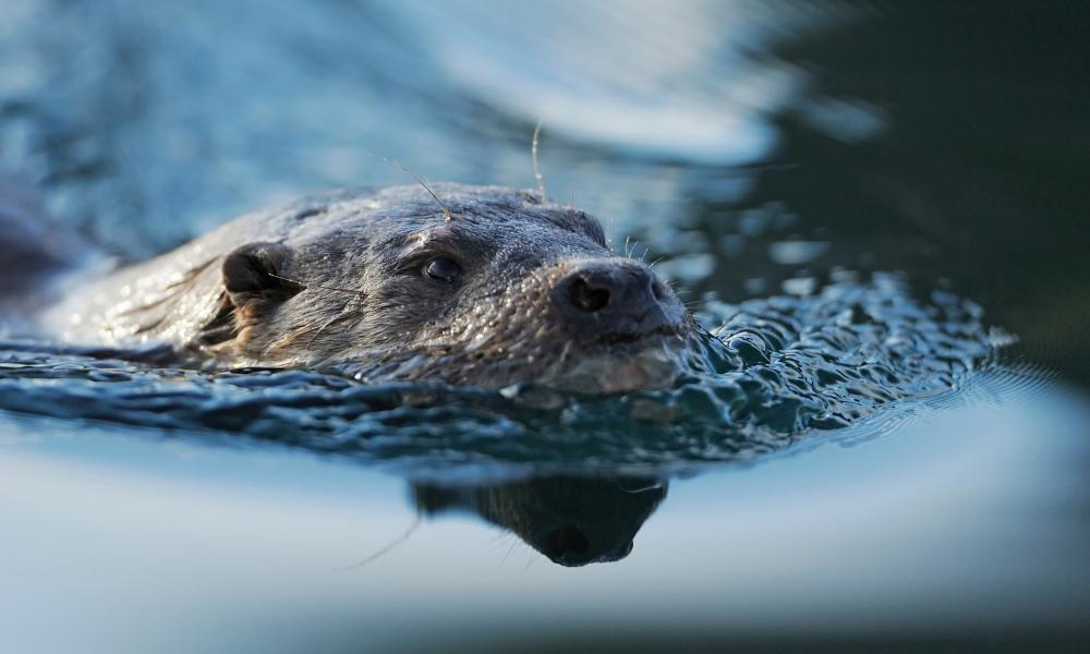European otter
