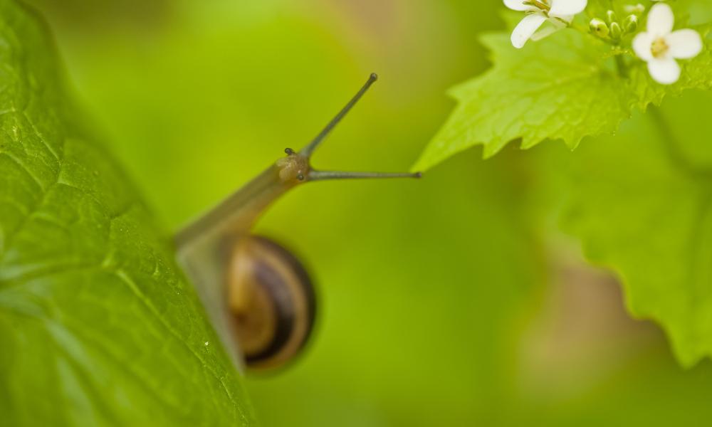 Snail (Gastropoda) on garlic mustard (Alliaria petiolata) leaves