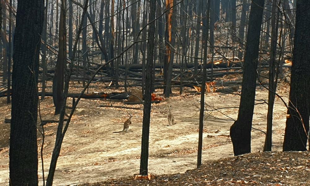 Bushfire impacted forest, Tallowa Dam Road near Kangaroo Valley