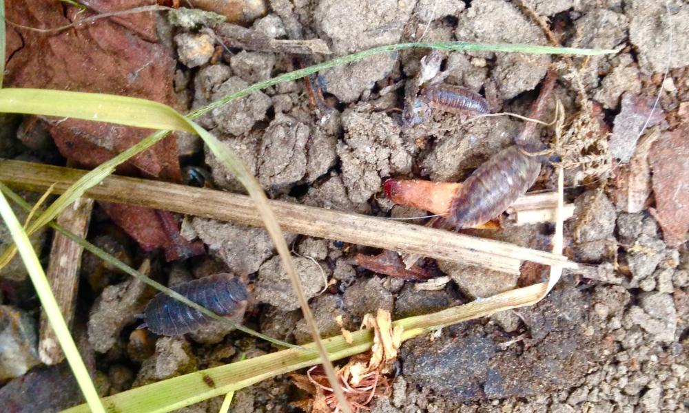 Garden Woodlice