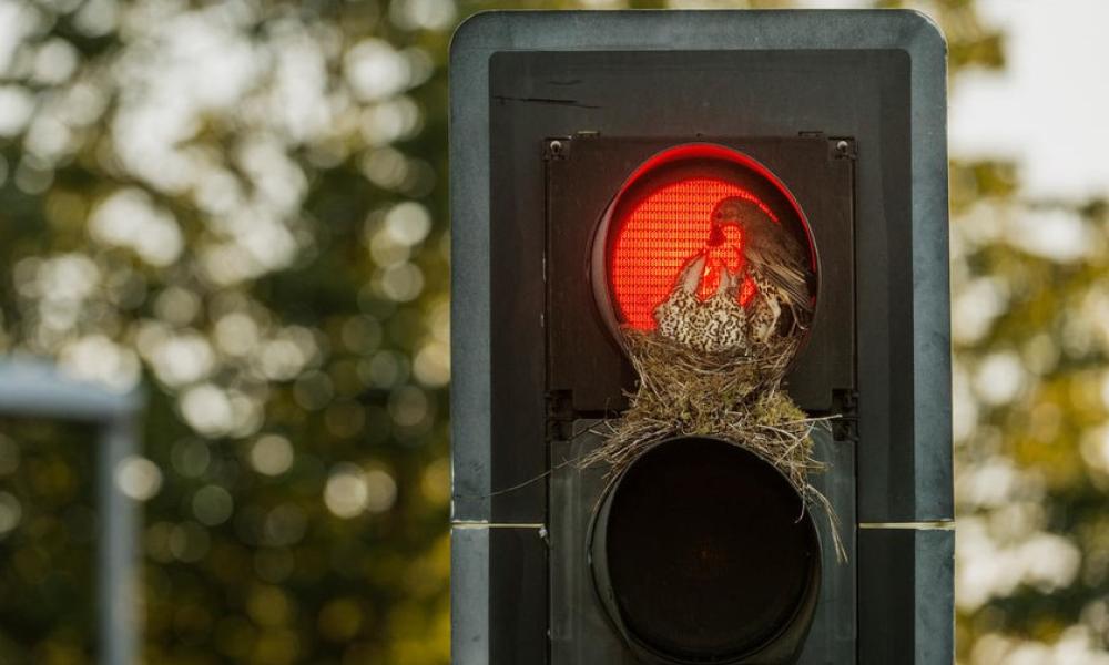 Mistle Thrush nesting in a traffic light