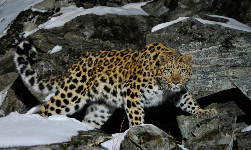 Wild female Amur leopard on a rocky hillside