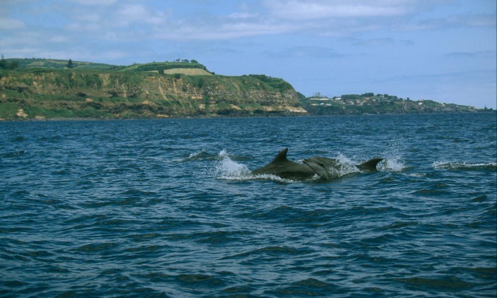 Bottle-nosed dolphin (Tursiops truncatus); Azores, Portugal