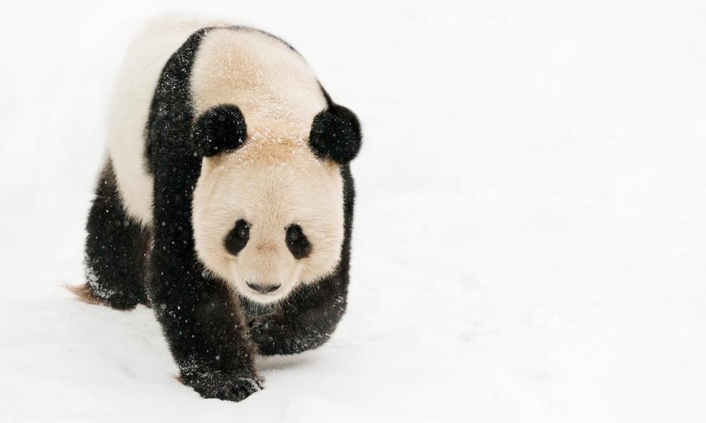 Female giant panda in the snow