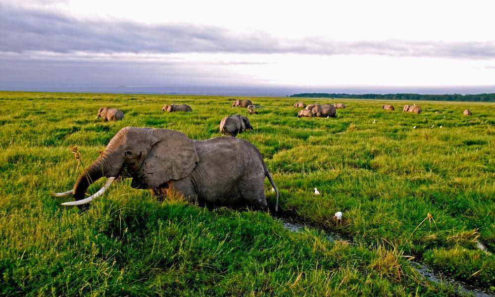 African elephant (Loxodonta africana), herd feeding in the Amboseli swamp.