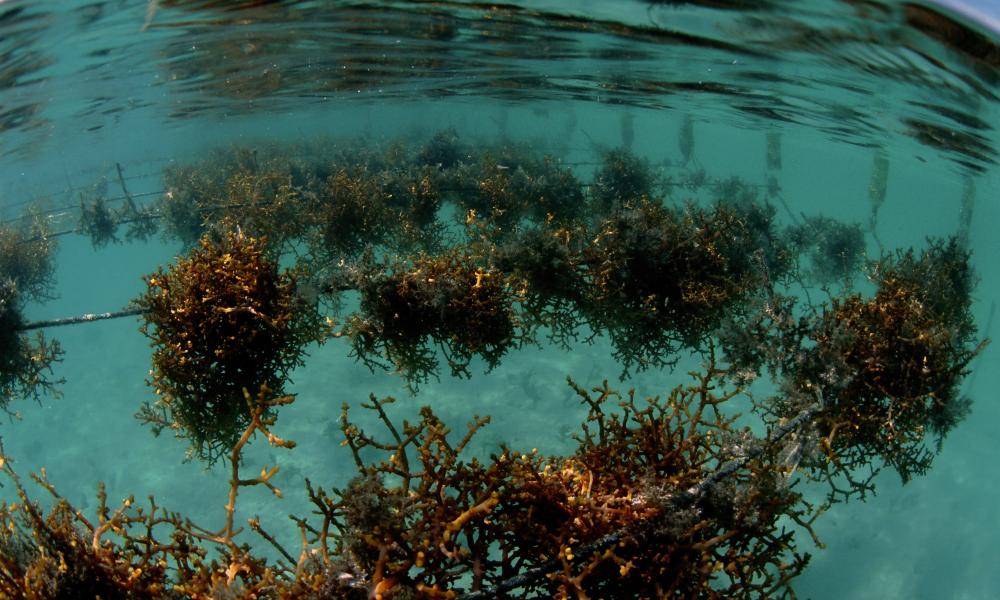 Seaweed on ropes - farming activities within Semporna, Sabah