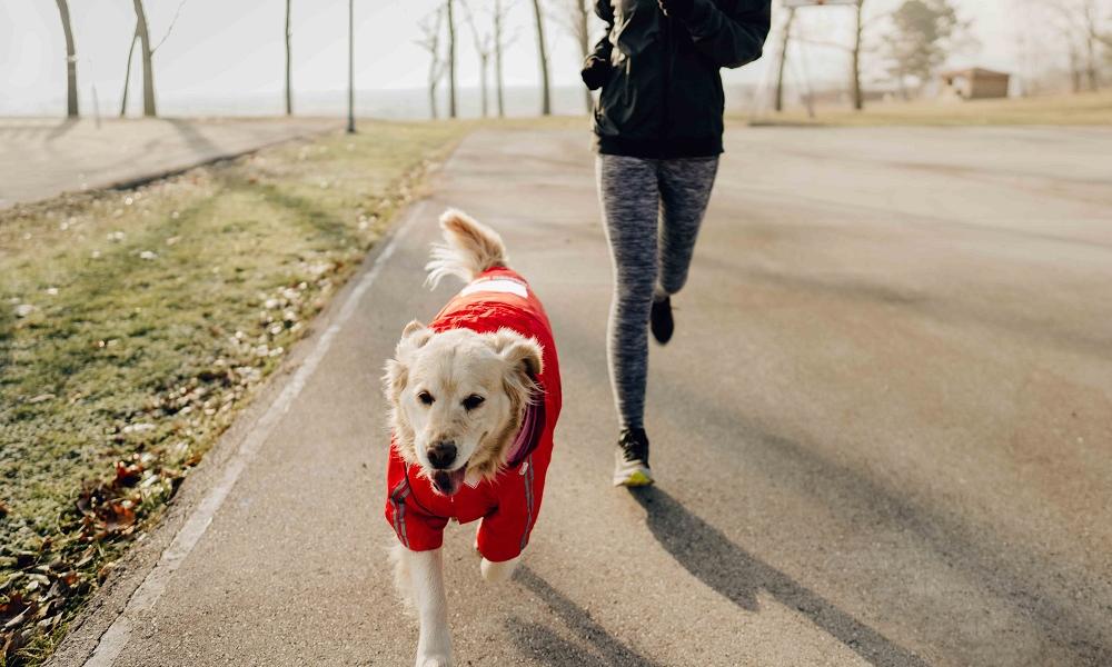 Jogging with dog