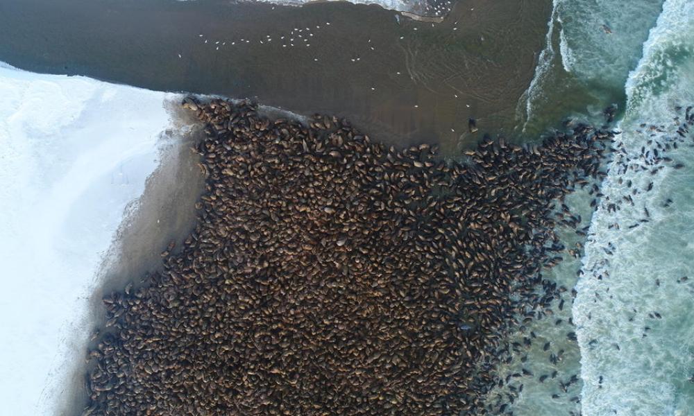Pacific walruses-Arctic sea