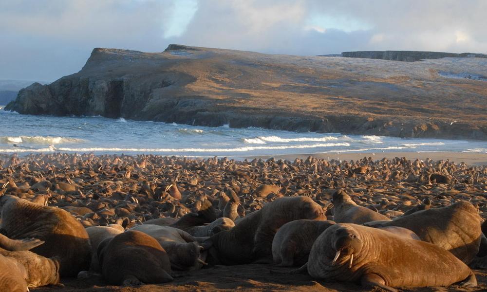 Pacific walruses spend spring and summer feeding over the shallow continental shelf